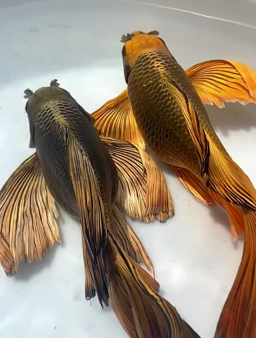 有没有?熊猫蝴蝶鲤 鱼 锦鲤