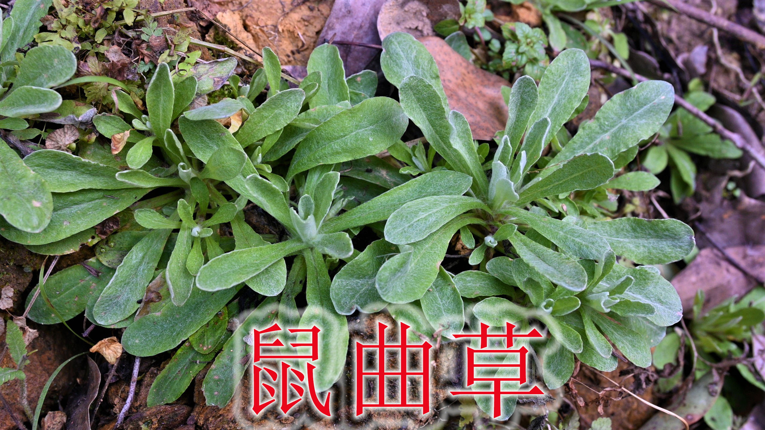 农村风味独特的“鼠曲草”,清明时采摘做美食,深受大家的喜爱