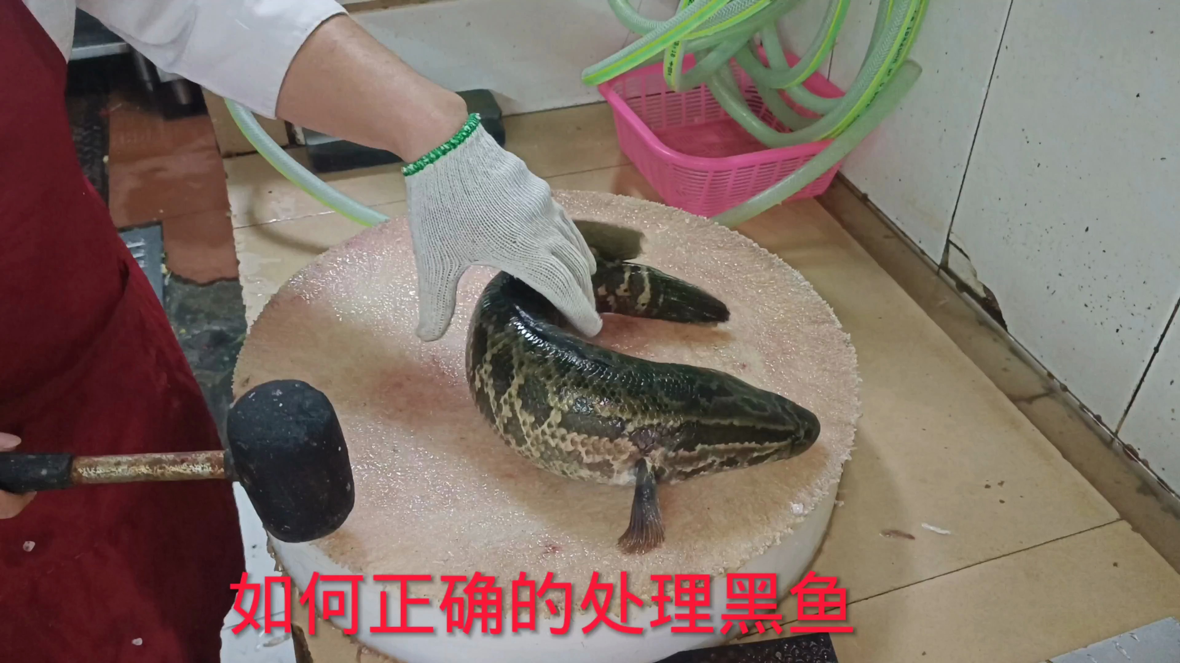 如何正确的处理黑鱼,(又名生鱼)