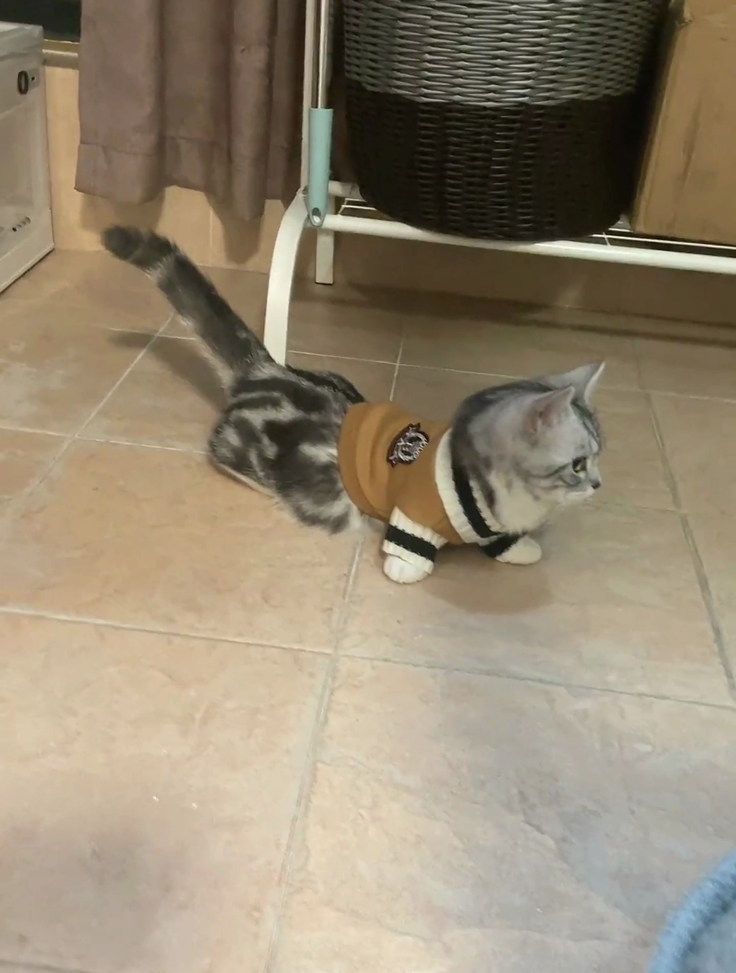 主人给猫咪买的衣服小了结果太搞笑