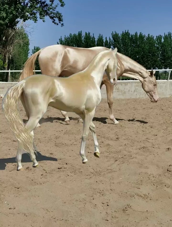 纯种汗血宝马腾云真的很出众