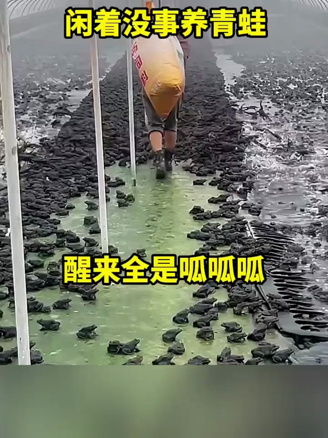 闲着没事养青蛙,醒来全是呱呱呱