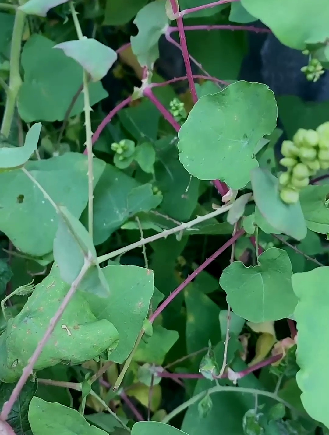 蛇倒退又称蛇缠腰草八十岁的老龄人认识