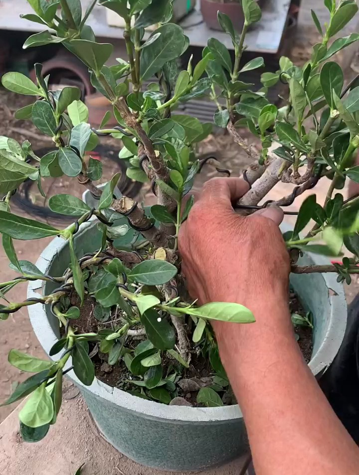 黄栀子盆栽种植方法图片