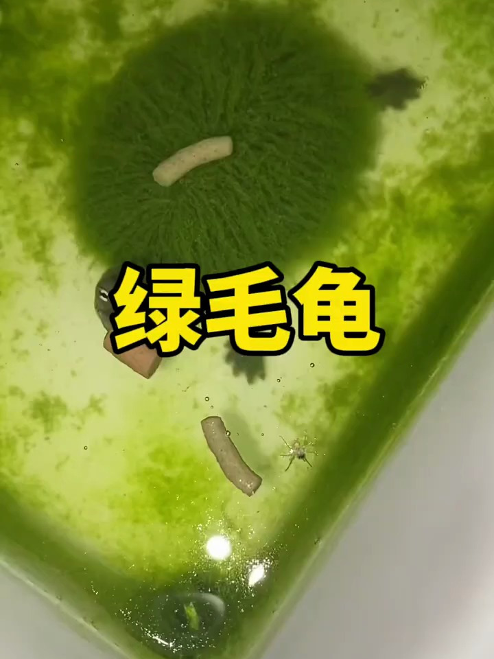 货真价实的绿毛龟