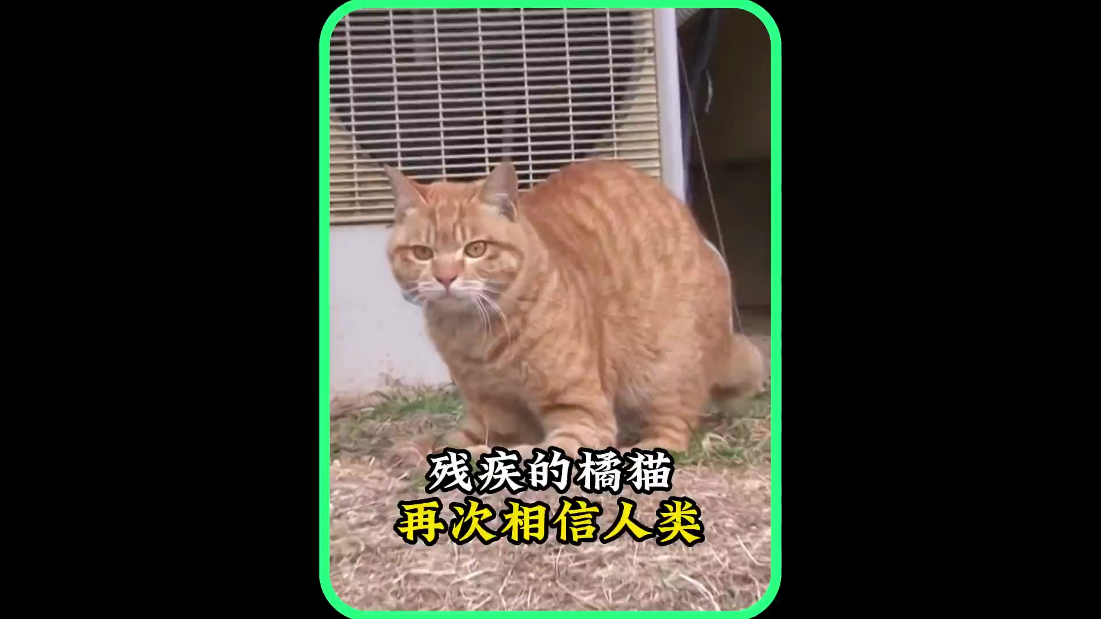 一只橘猫偷吃小鱼干,结果被人狠心压断前脚