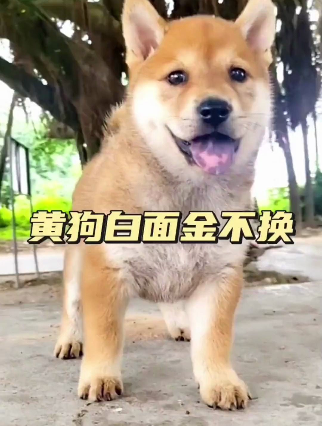 中華田園犬之黃狗白麵