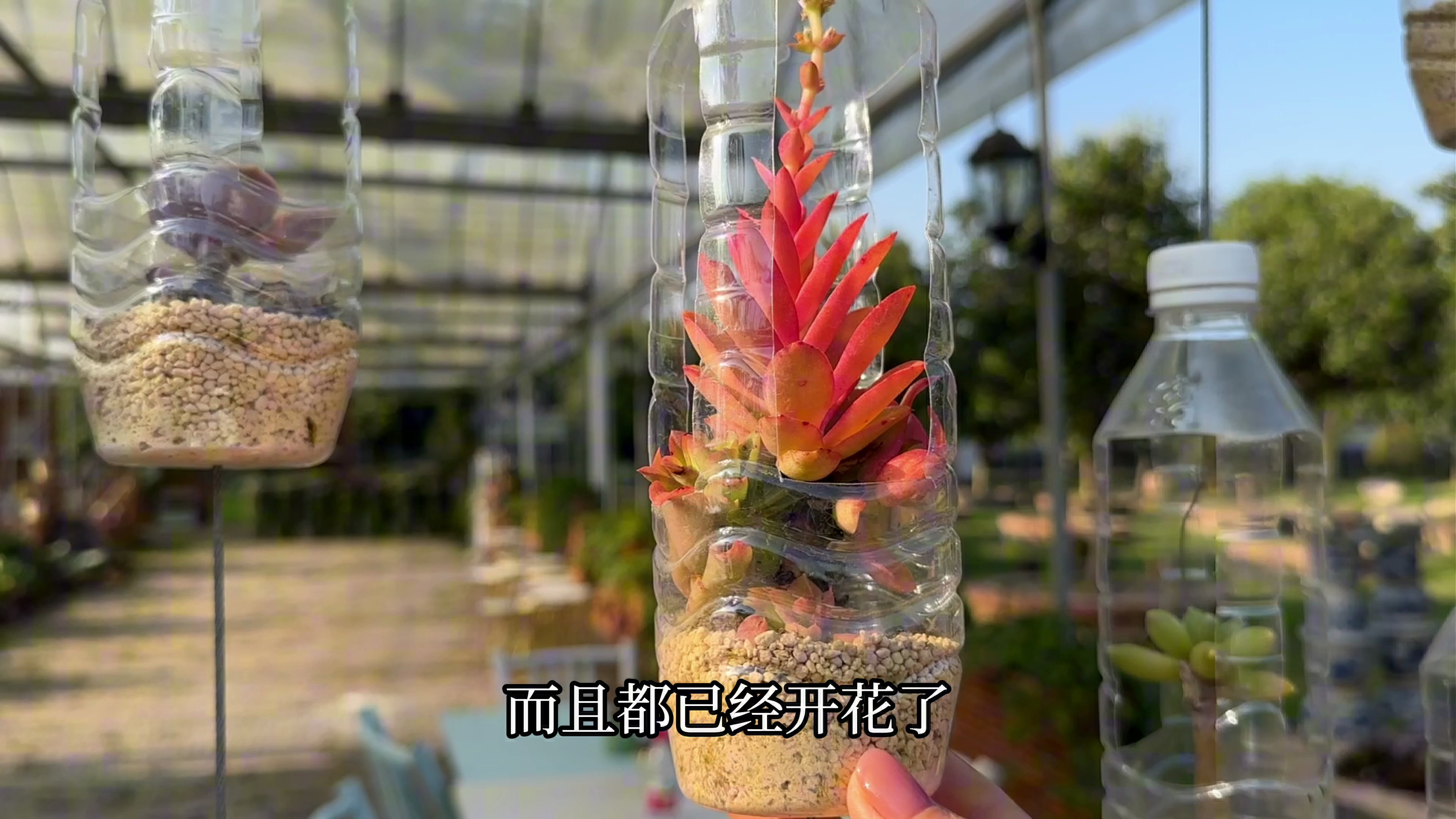 多肉种在矿泉水瓶里7个多月了,来看看长得如何了