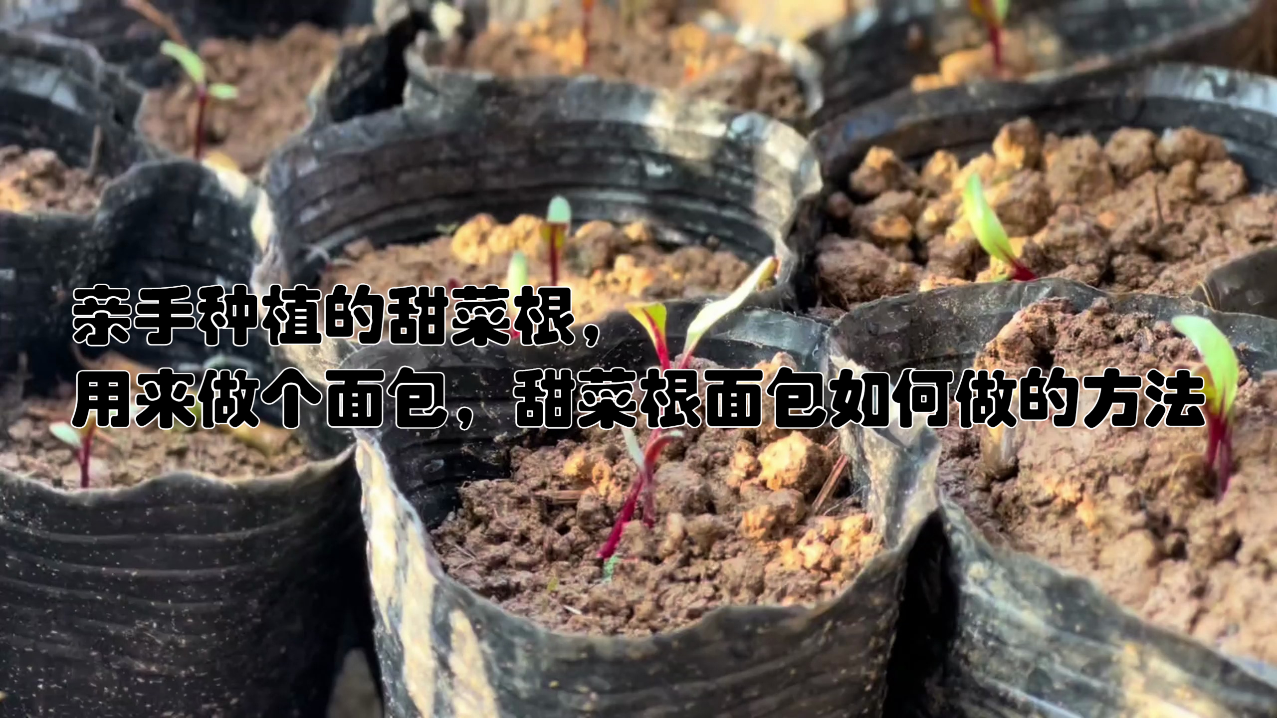 亲手种植的甜菜根,用来做个面包,甜菜根面包如何做的方法