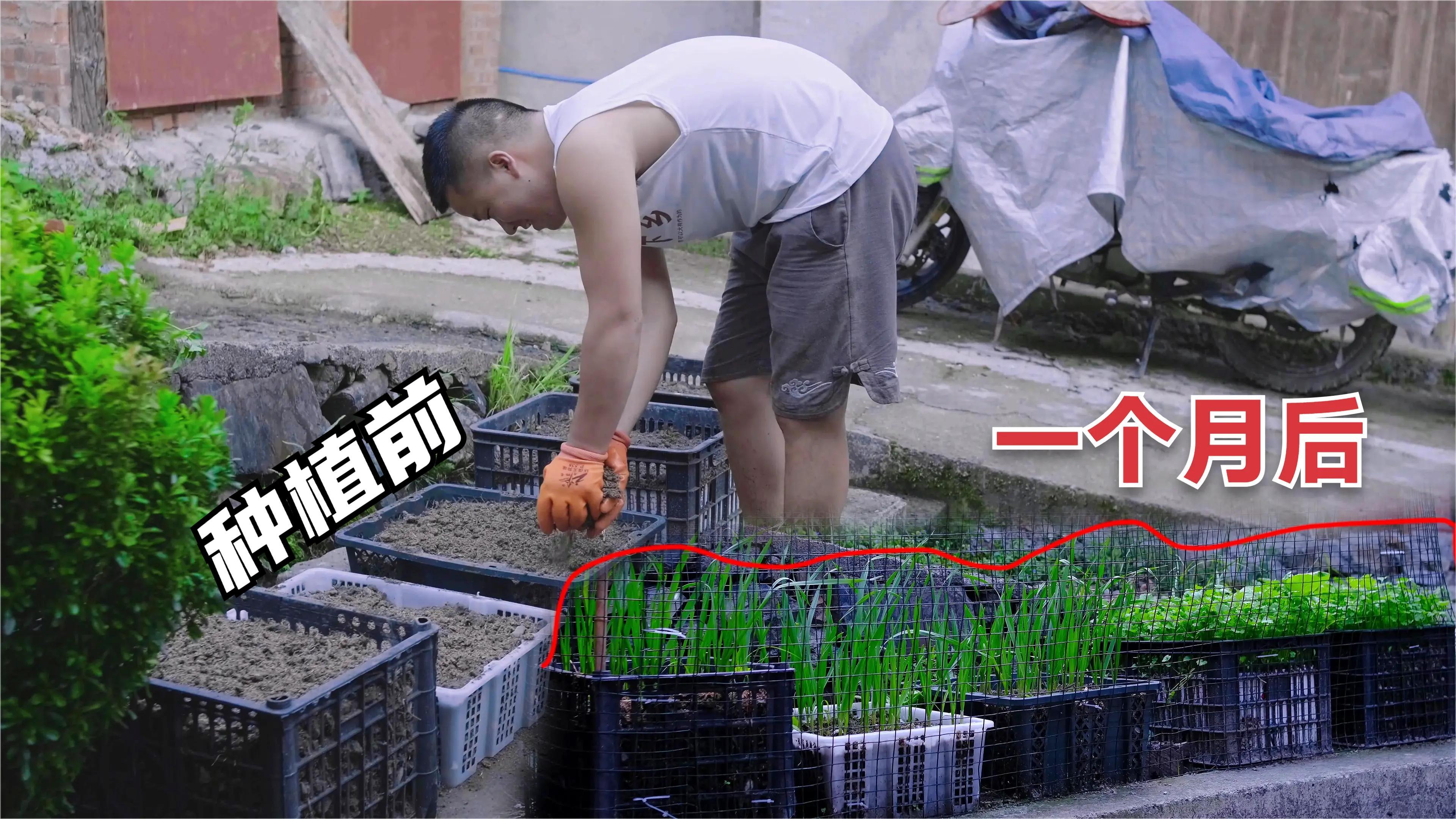 小野用四个框放家门种植香菜,一个月就长出绿油油的,老婆都夸我