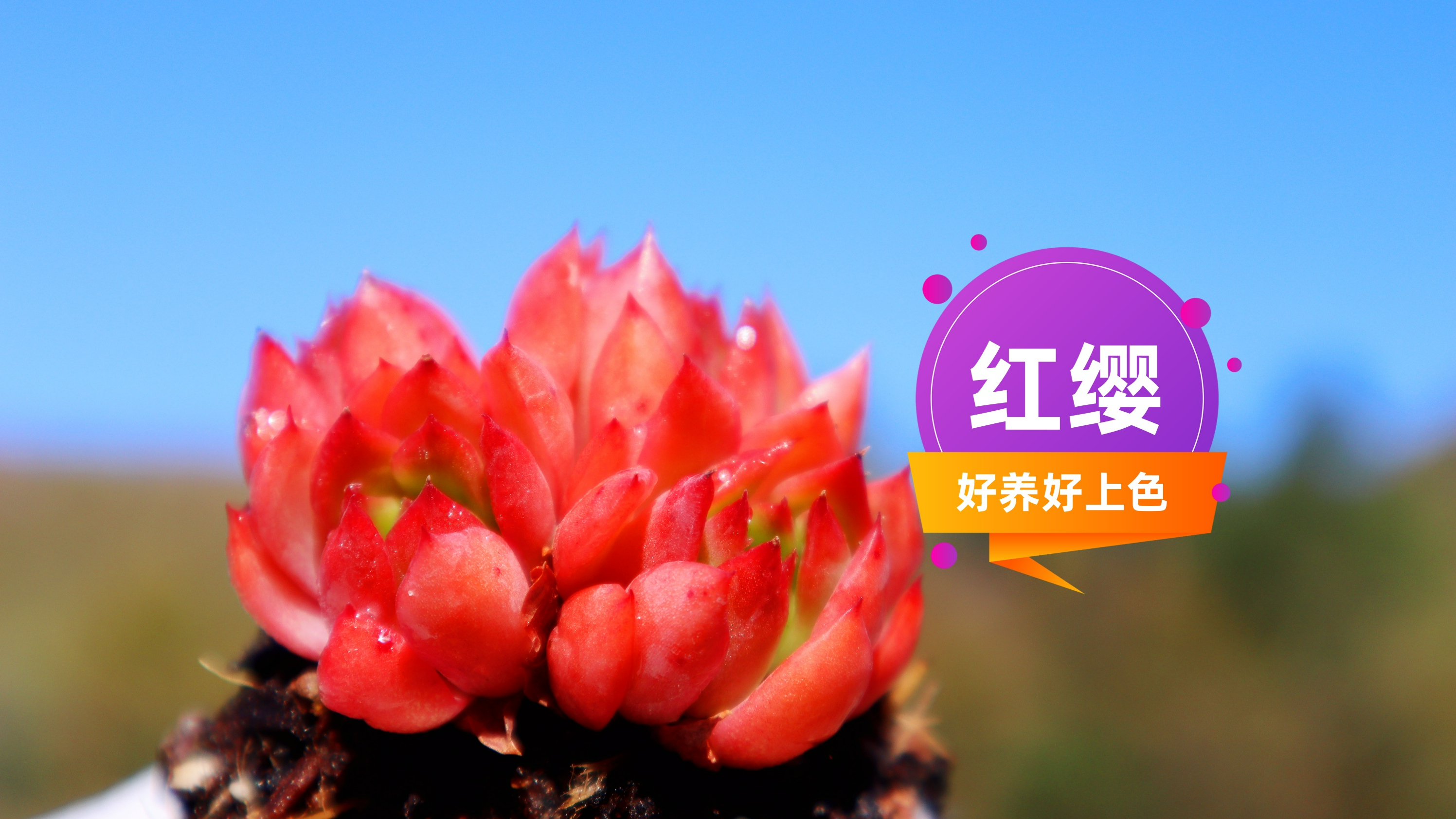 品种推荐019 红缨 有香味的红色系多肉 好养好上色