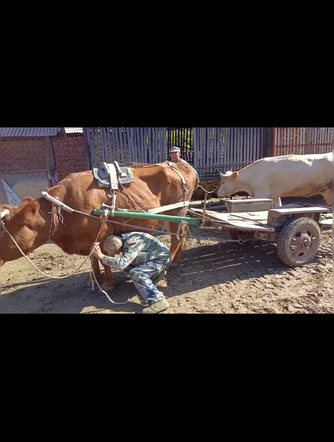 东北农村保持着牛车耕种原始方式,看老把式怎么驾驶的,口令奇特-度小