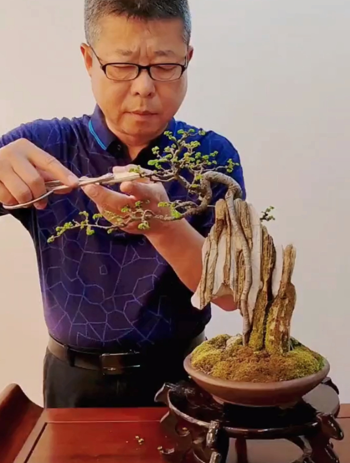 附石盆景充分展示根之美,4个字道出制作技巧,助你发现附石之美-度小视