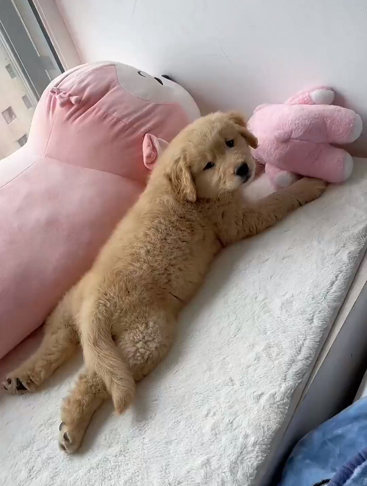 小金毛趴着不动的样子像极了玩偶-度小视