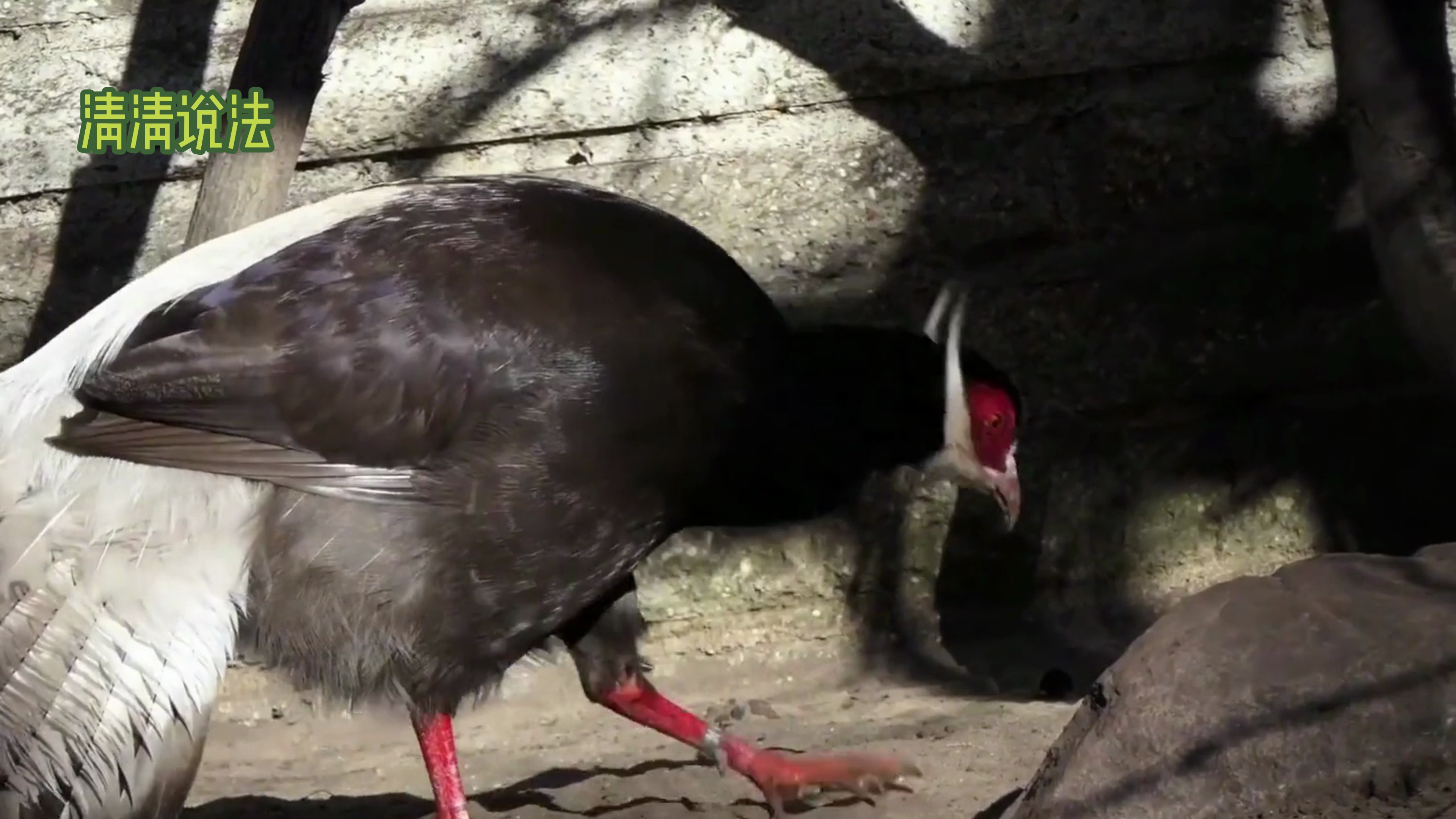 褐马鸡——中国古老的吉祥鸟