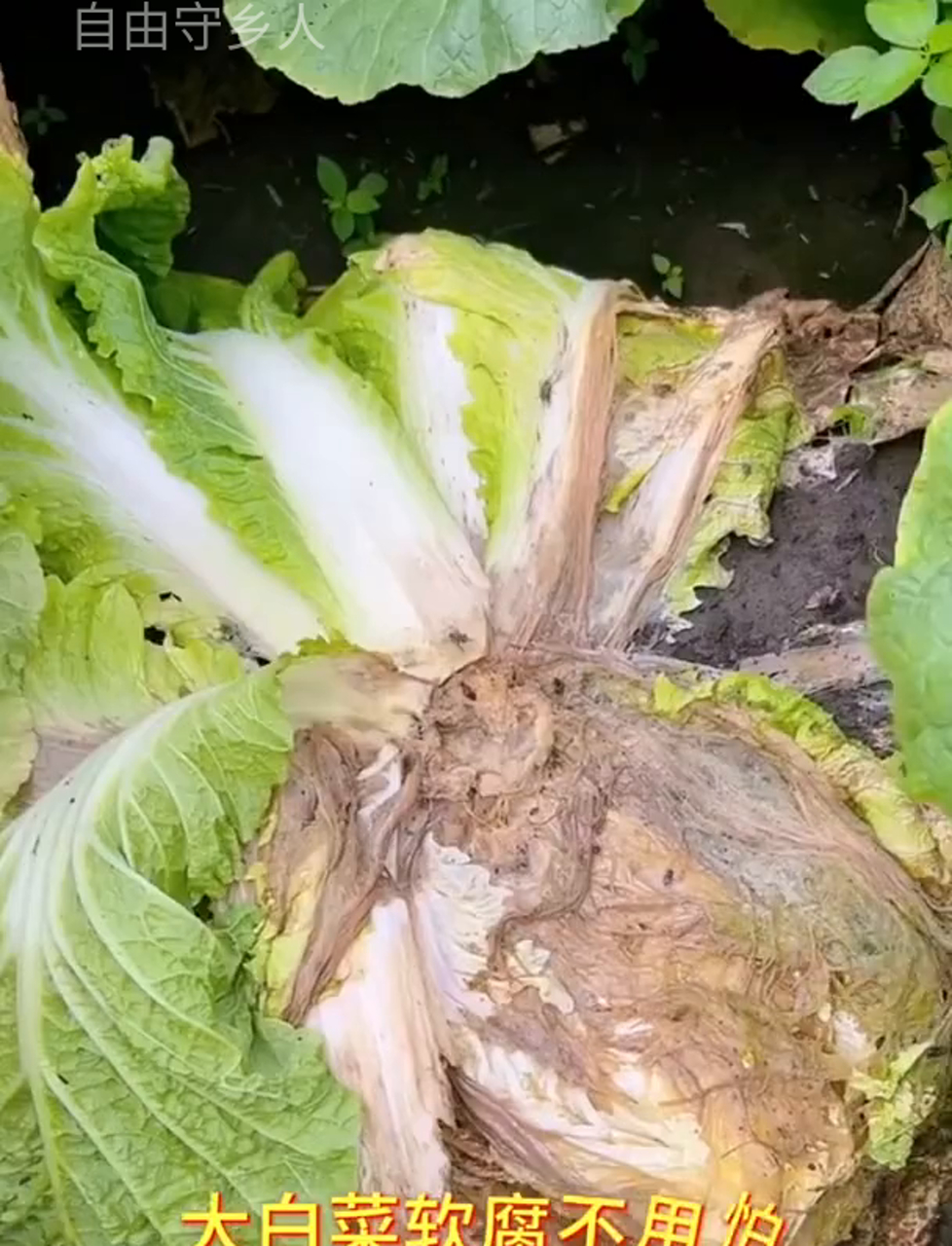 白菜软腐病不用怕