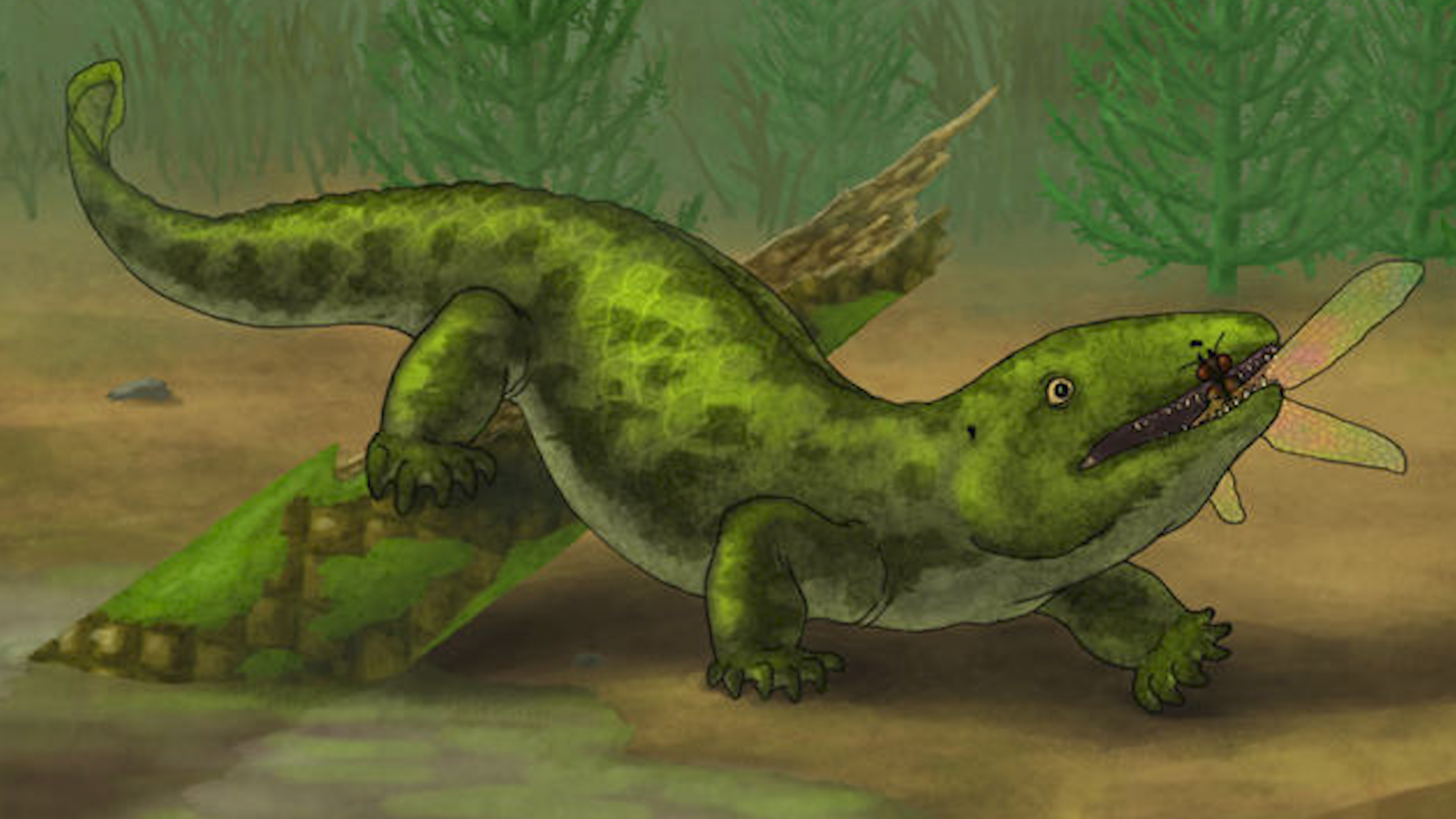 6.2石炭纪的空白?五指统治的的关键时刻-罗默间断到底断没断