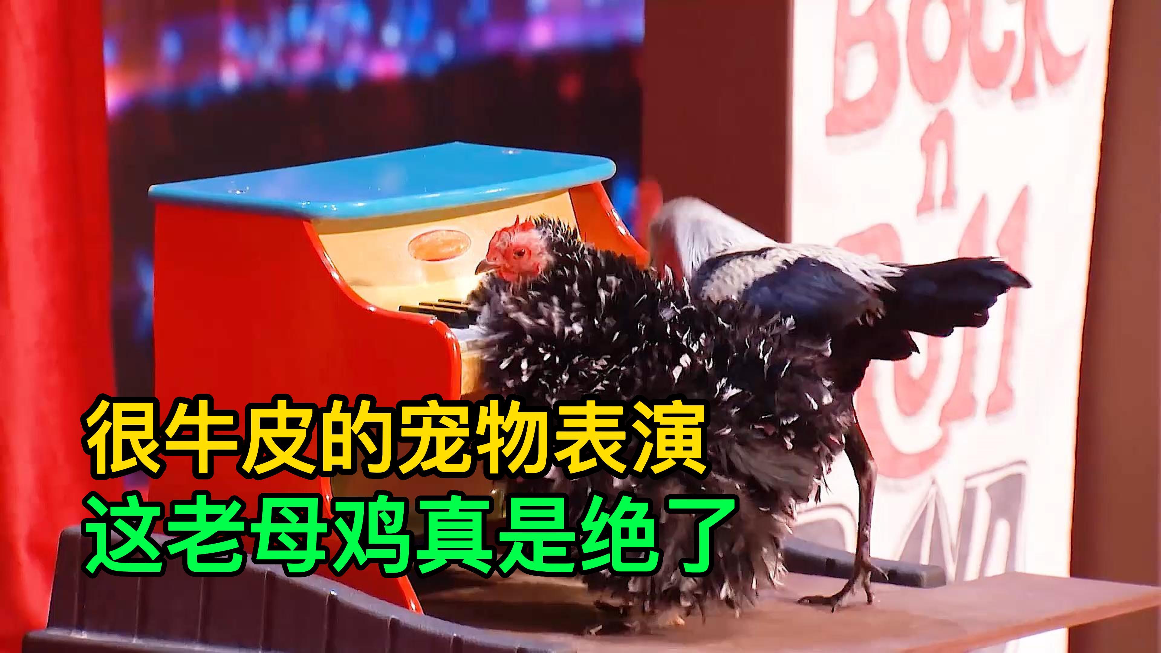 很牛皮的宠物表演,这老母鸡真是绝了