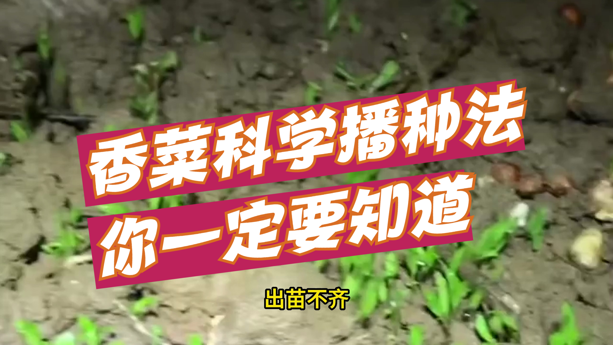 香菜科学播种法,你一定要知道
