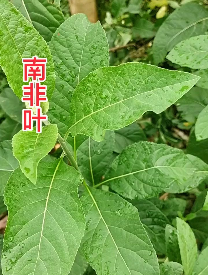 植物科普:南非叶你有用过吗?你还知道哪些植物?-度小视