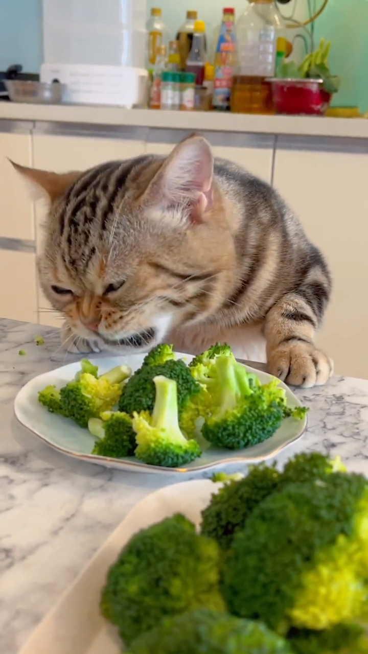 这就是老婆养的菜猫,饭桌上拍到这一幕,看完我都服它了-度小视