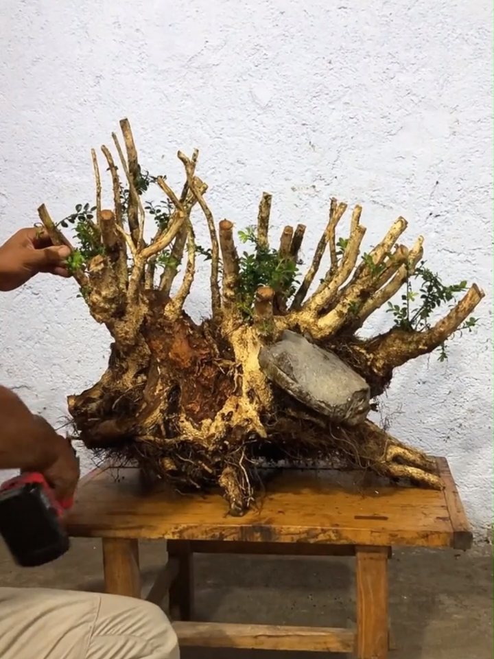 截桩黄杨丛林最忌高低平齐 要高矮搭配,我失败了吗?