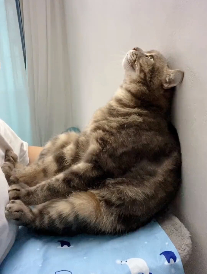 45度仰望天空的猫咪,如果小猫咪会用微信,你觉得他会说什么?