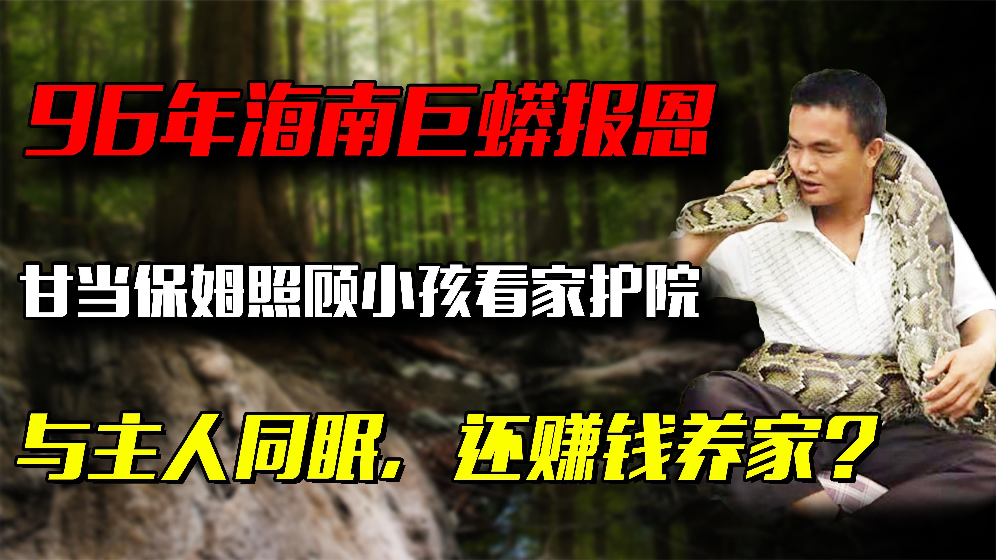96年海南巨蟒为报恩甘愿当“御用保姆”:与主人同眠,还赚钱养家