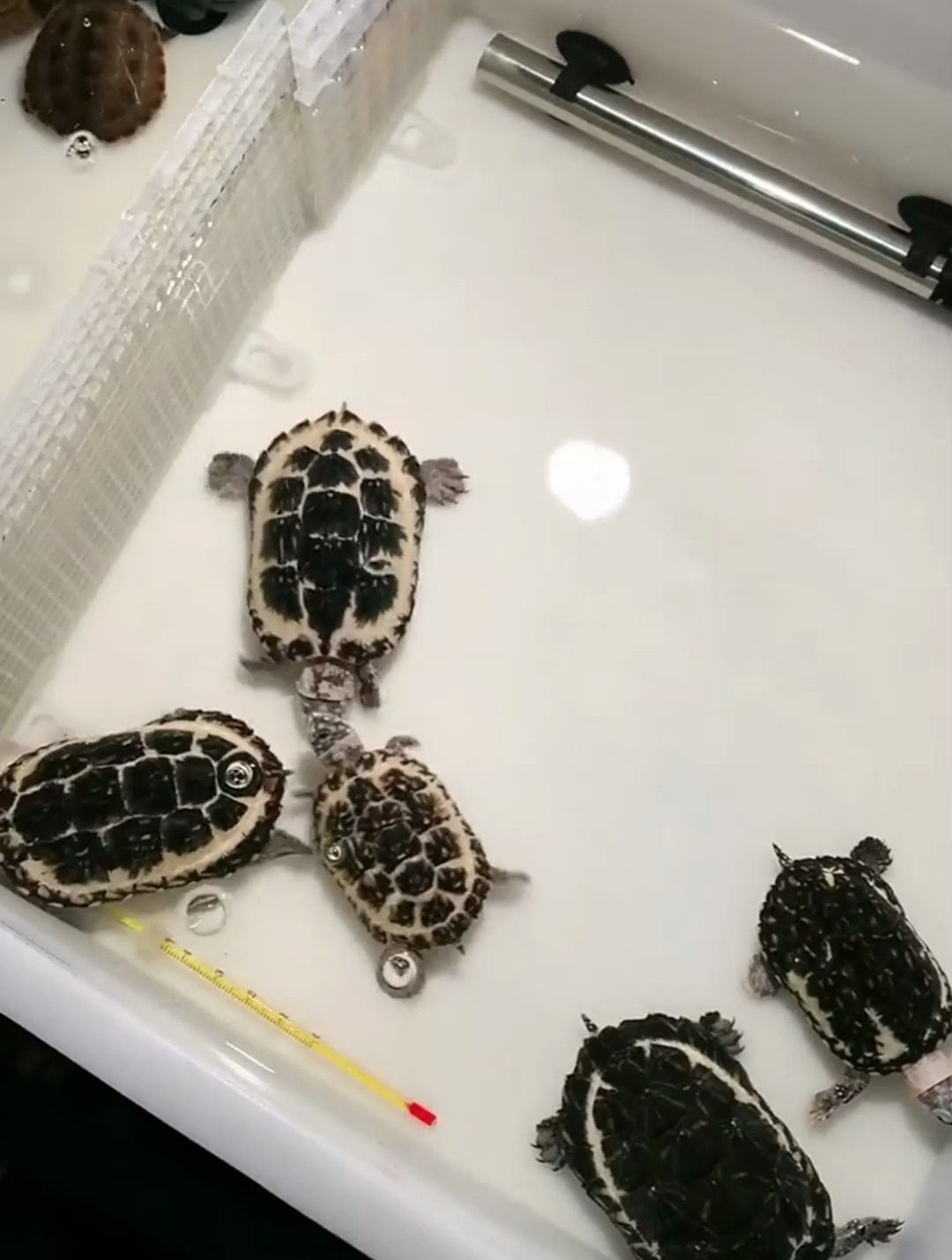 变异斑点乌龟喜欢吗?今天就给大家看看它们,喜欢的入手养一只吧