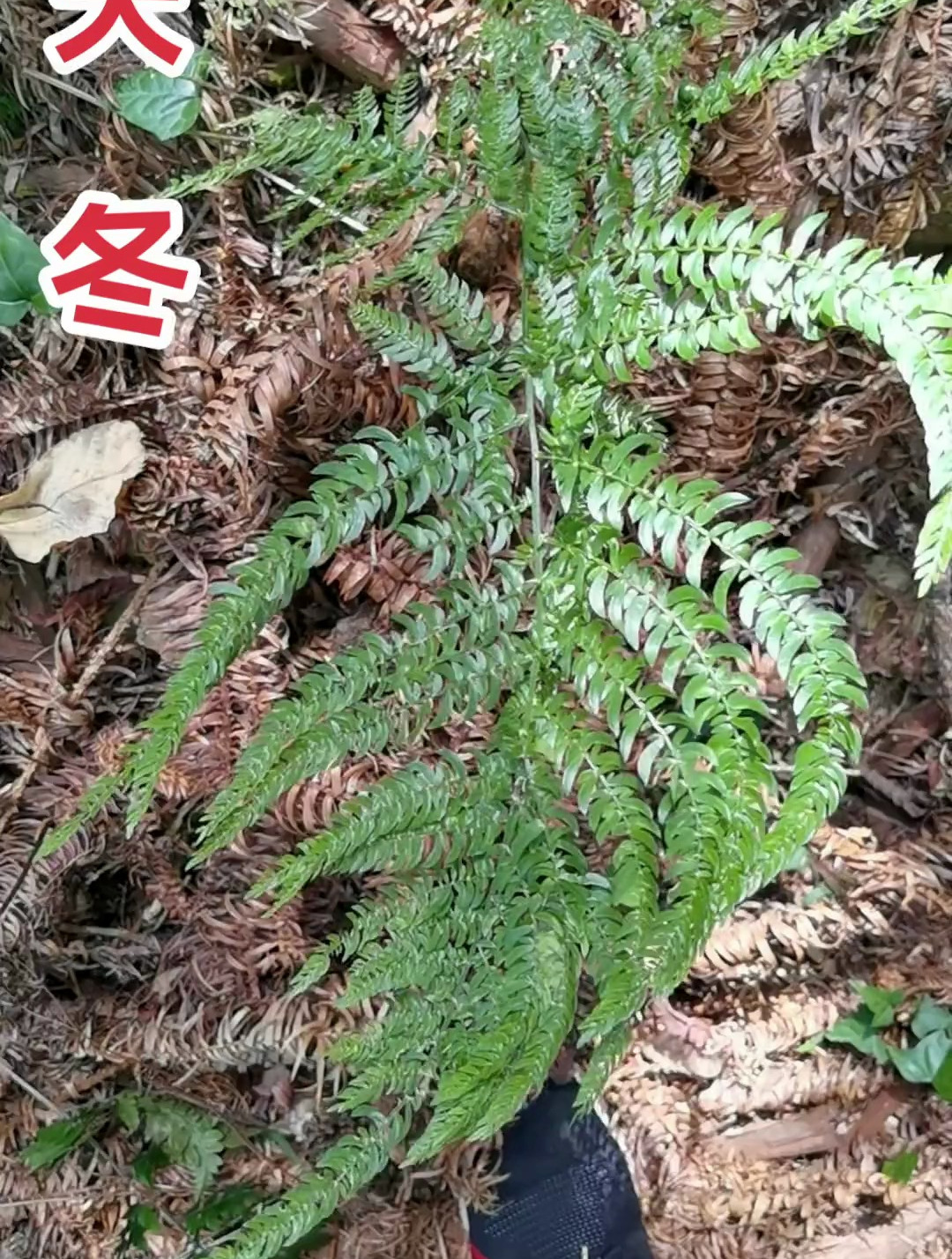 大自然的馈赠,天冬清会草