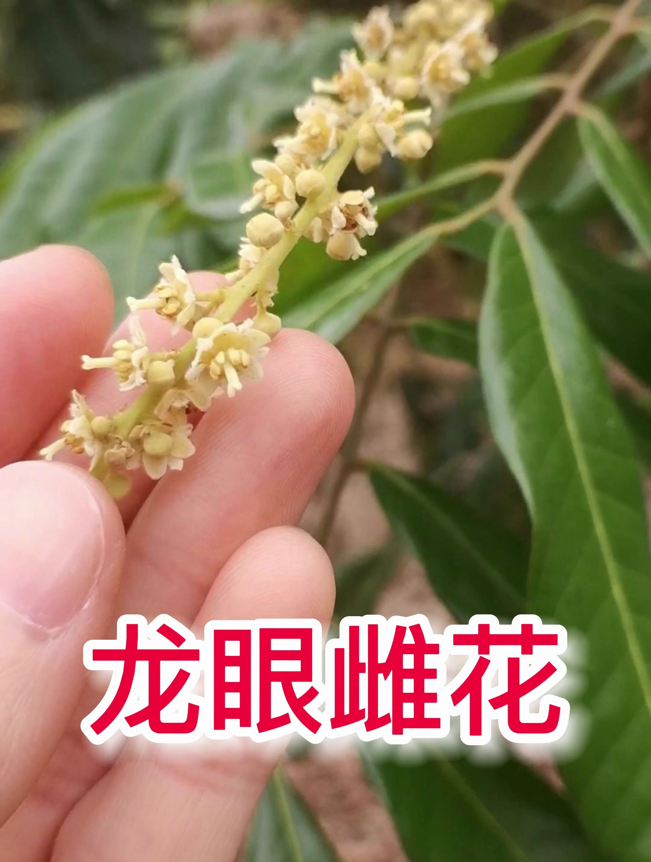 龙眼雌花的魅力:香气四溢,果实飘香,吸引蜜蜂采花粉制作蜂蜜