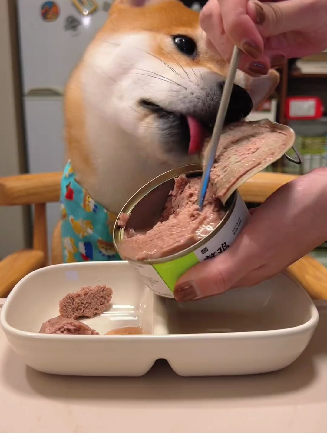 抢肉者不共戴天 柴犬 宠物吃播 家有馋狗