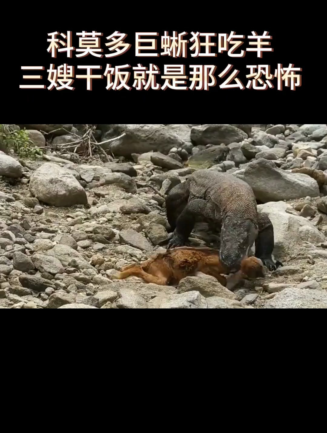 科莫多巨蜥狂吃羊,三嫂干饭就是恐怖!弱肉强食-度小视