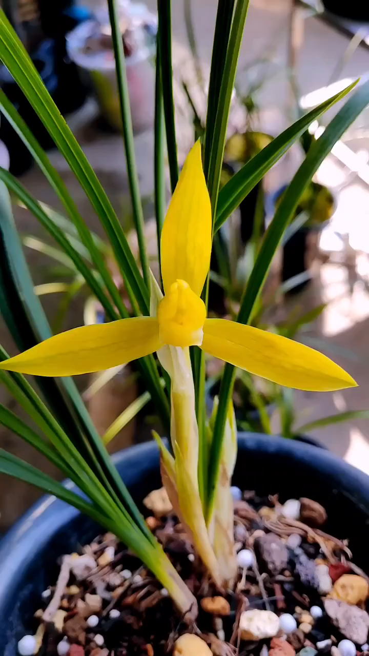 春兰金黄素,金碧辉煌