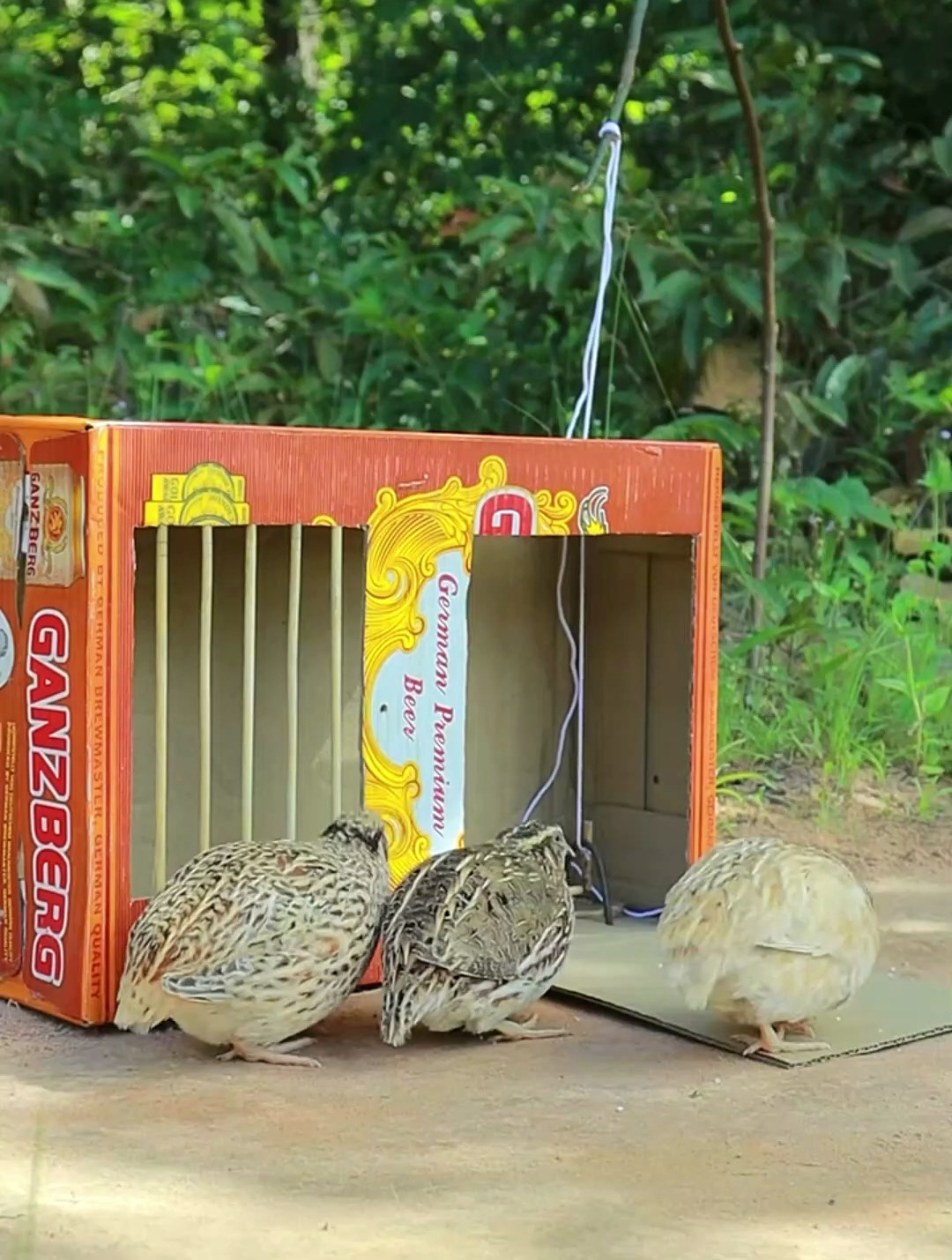 动物世界:橙色纸箱抓到两只小鸟-度小视