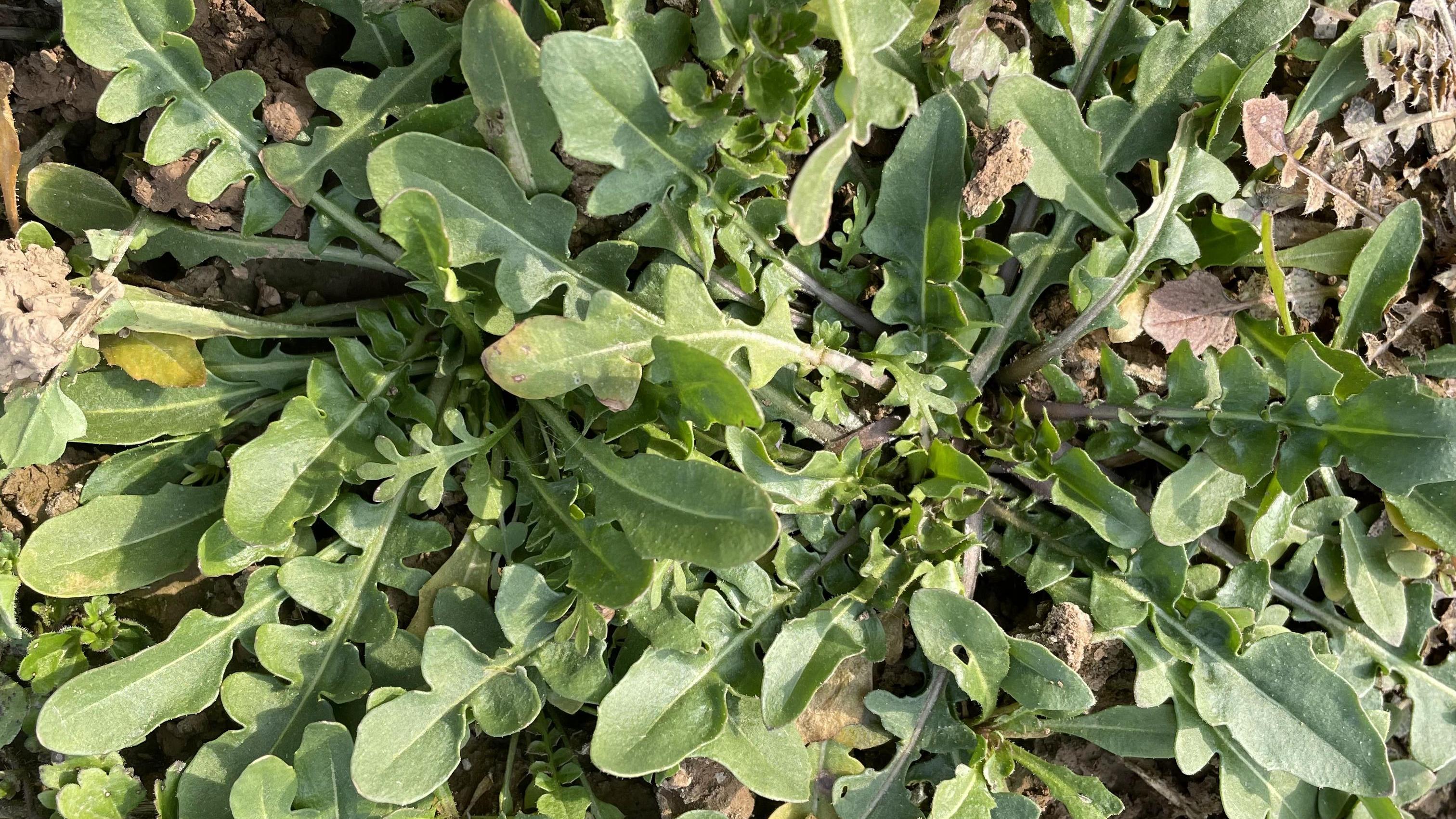 那些外形相似的野菜,要如何分辨它们?这种野菜可千万不要认错