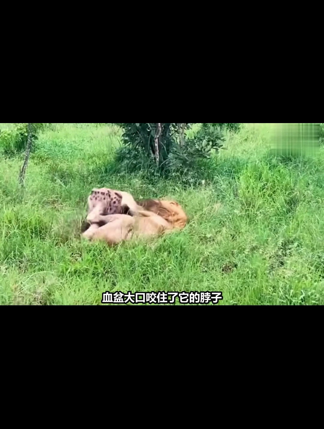 草原二哥鬣狗大王咬爬雄狮!-度小视