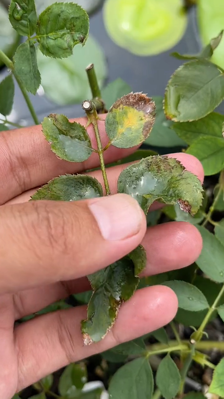 月季出现黑斑黄斑黑杆教你2招轻松搞定