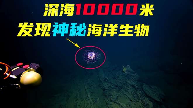 [图]探测器潜入10000米的深海，发现了人类从未见过的不明生物