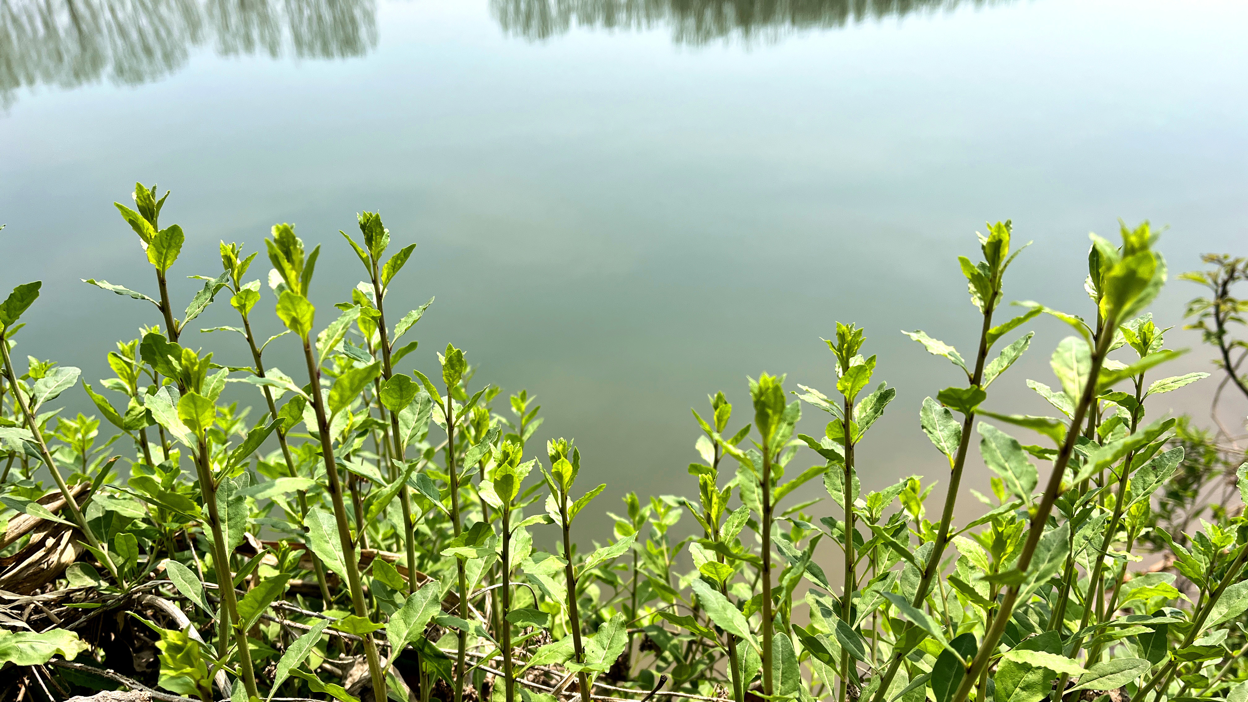 枸杞芽又叫“甜菜头”是个宝,为啥那么多人吃它?值得了解下