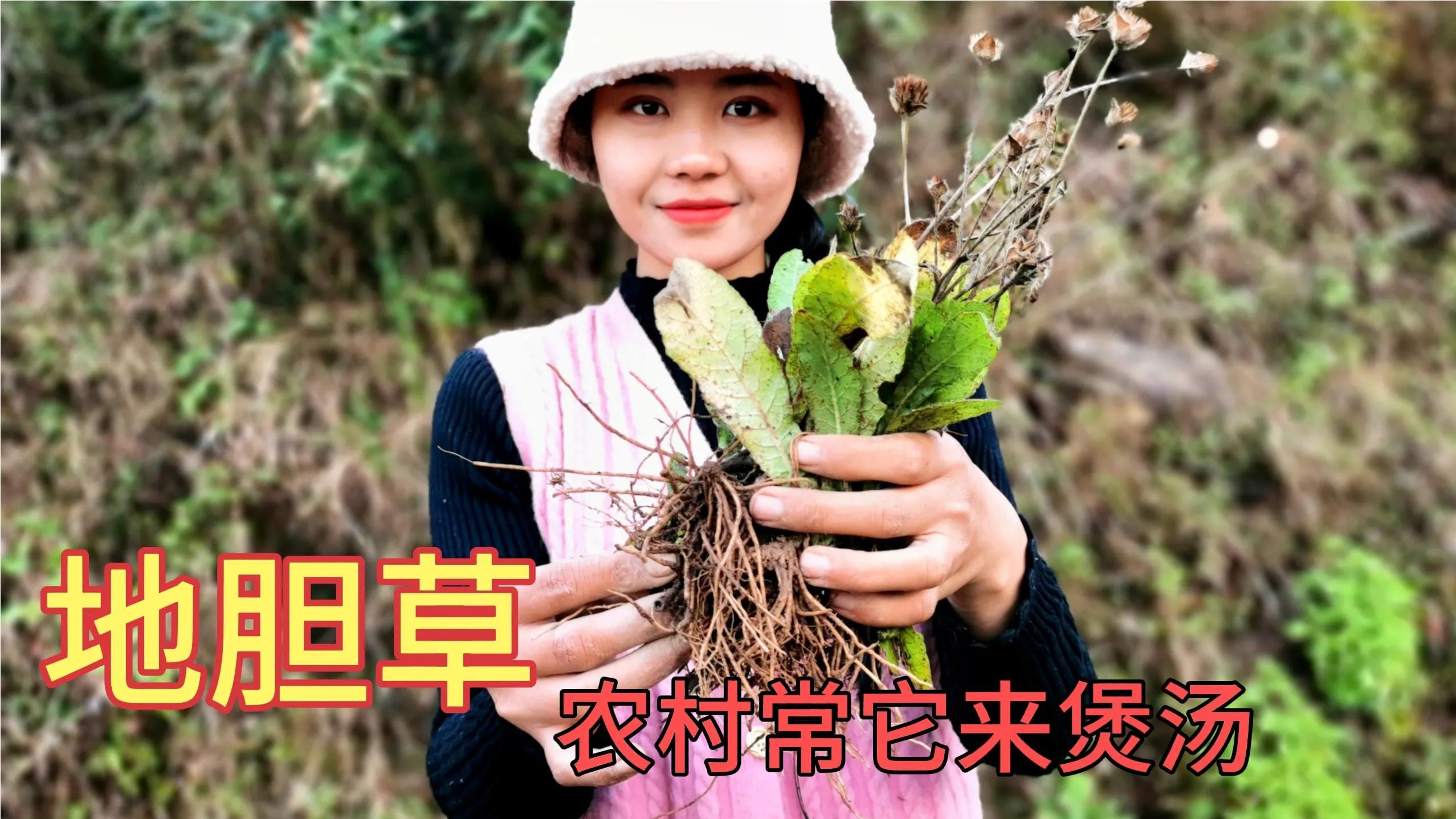 “地胆草”云南人叫理肺散,民间的中药材,用它煲汤清香微甜
