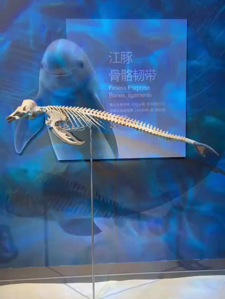 海洋生物标本:江豚也有腿呢-度小视