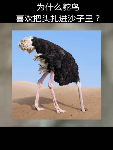 为什么鸵鸟喜欢把头扎进沙子里?-度小视