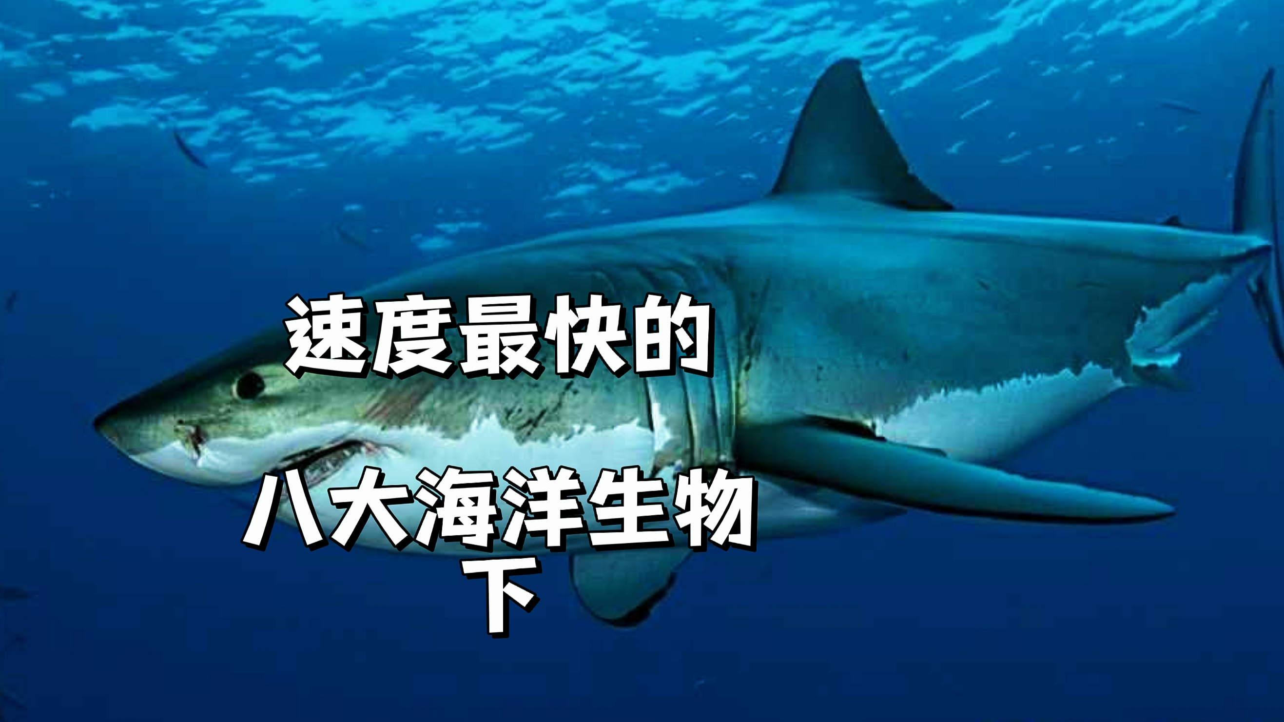 速度最快的海洋生物下
