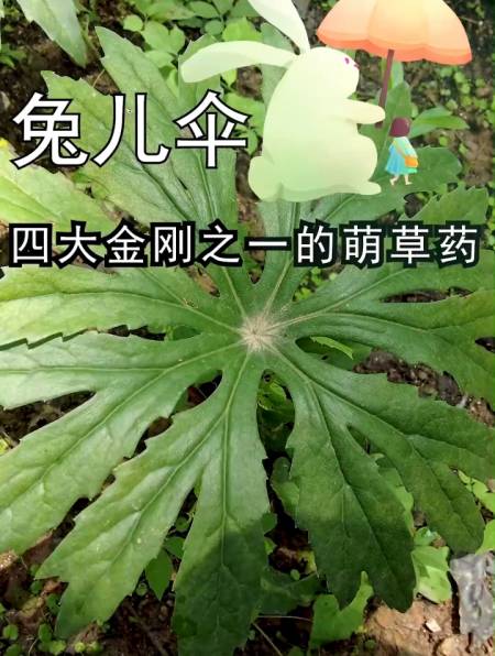 兔儿伞花怎么画图片