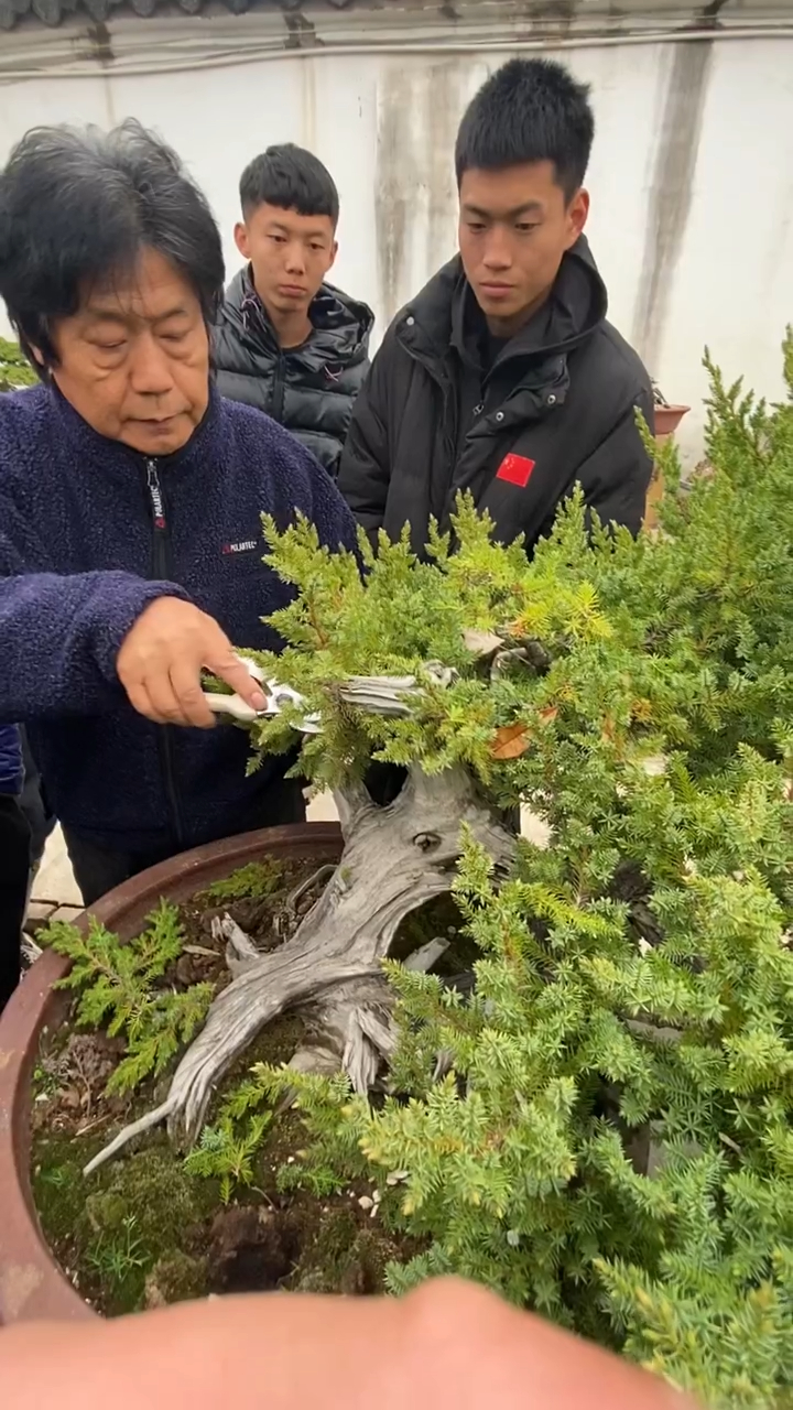 王老师修剪刺柏第二段,做任何事情都要认真,会了不练等于0!-度小视