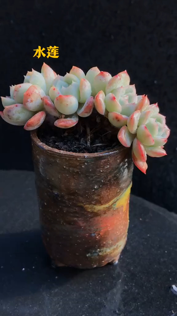 控养多肉植物 水莲