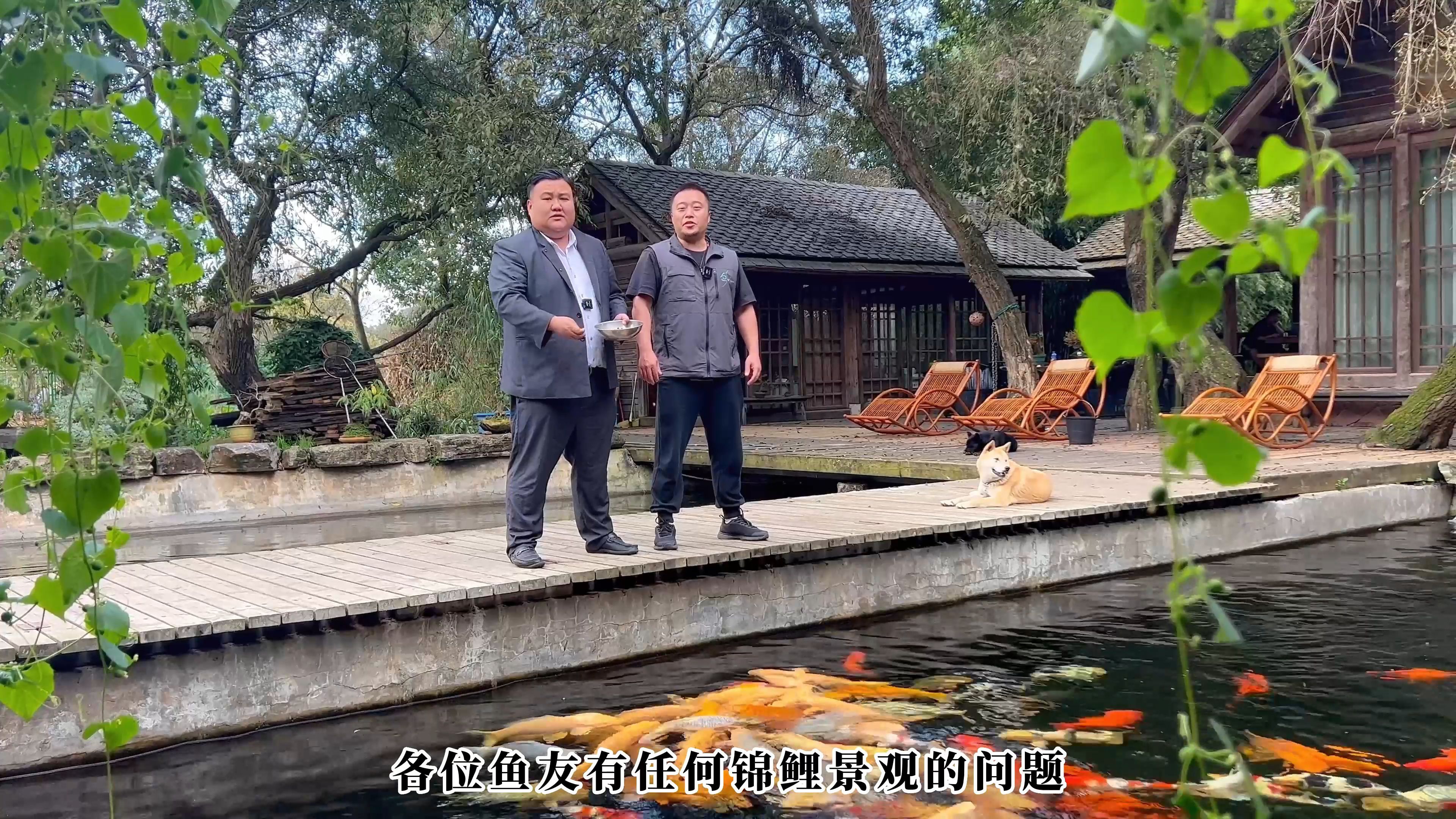 养锦鲤是公鱼好还是母鱼好?老张为你解惑!