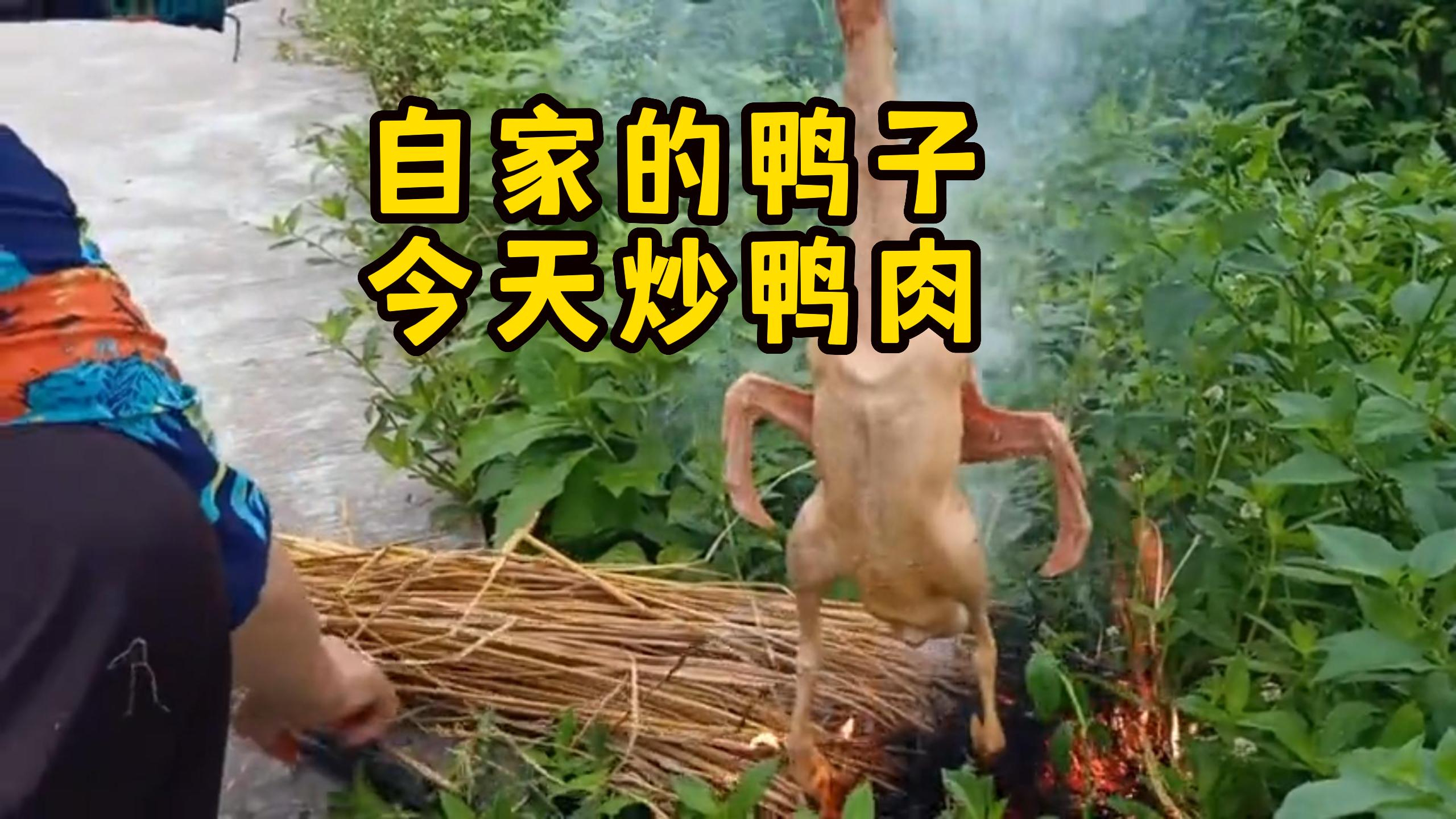 农村土鸭,三哥用仔鸭炒青椒,全家人吃着都说超级香