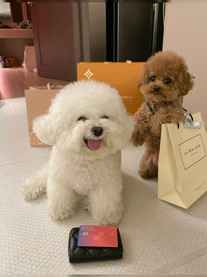 会笑的小狗狗最可爱会笑的小狗狗最可爱